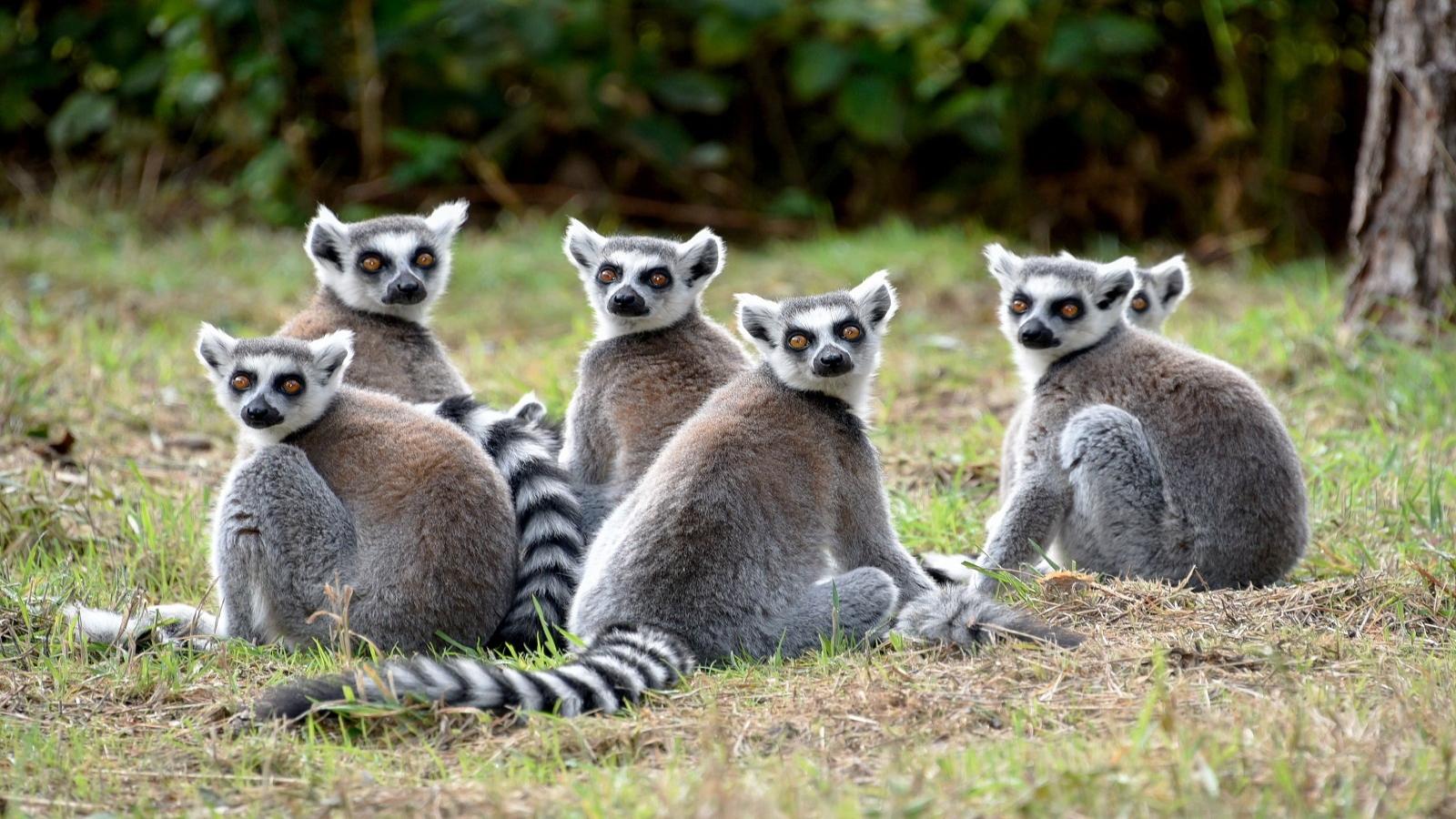 Madagascar Highlights Lemurs, Limestone & Baobabs