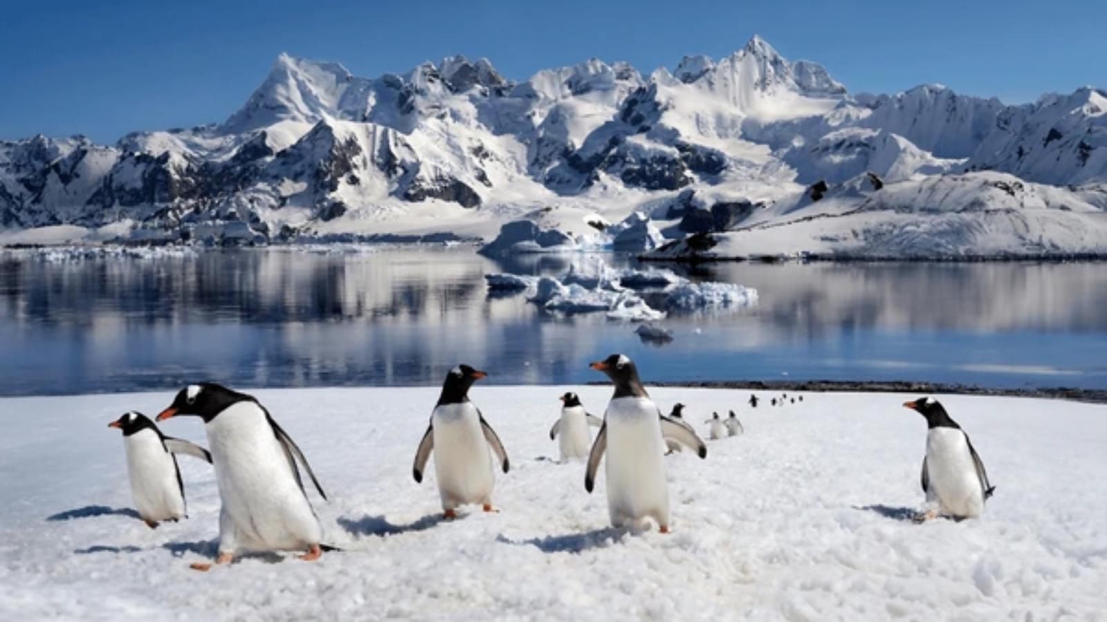 Antarctica Adventure – Wildlife, Icebergs & Untamed Wilderness