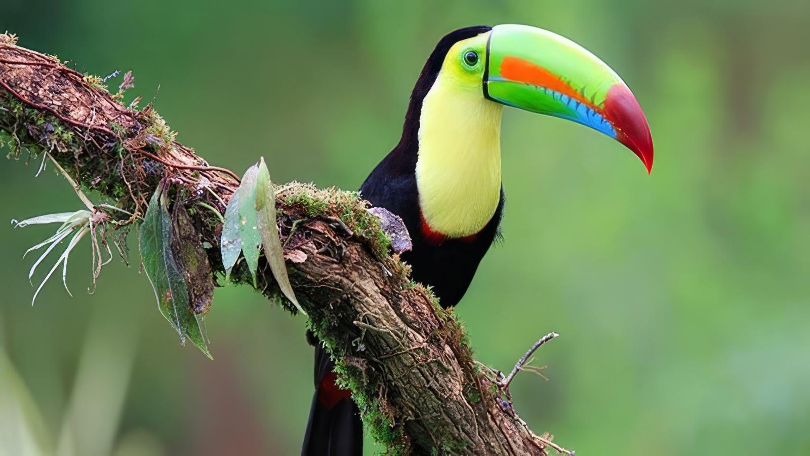 Enchanting Costa Rica  Rainforests, Volcanoes & Wildlife Adventure
