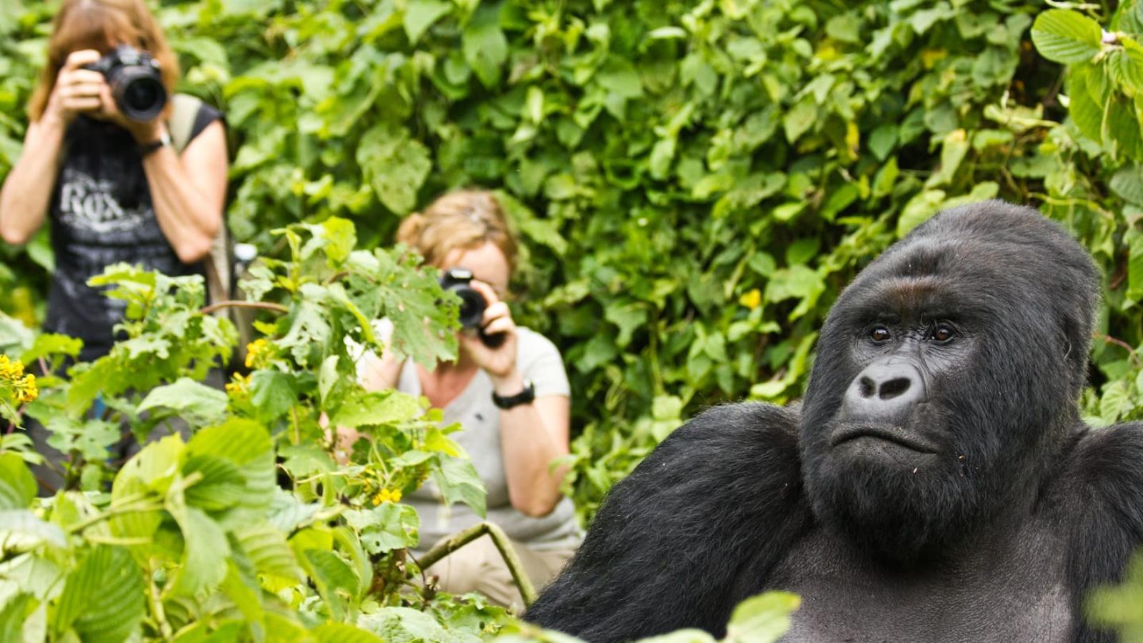 Ultimate Uganda Wildlife & Gorilla Safari