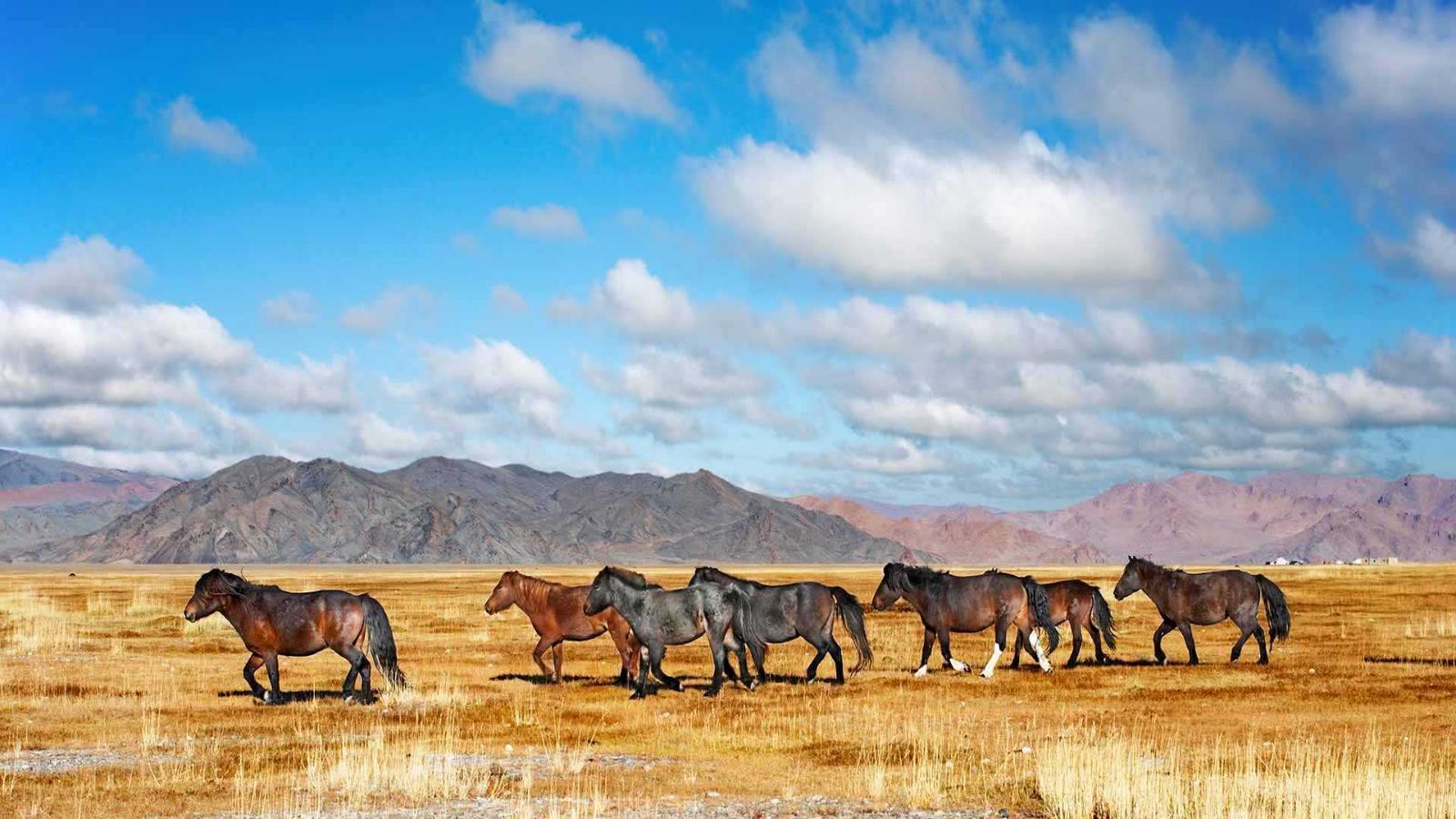 Mongolia Expedition Deserts, Dunes & Traditions