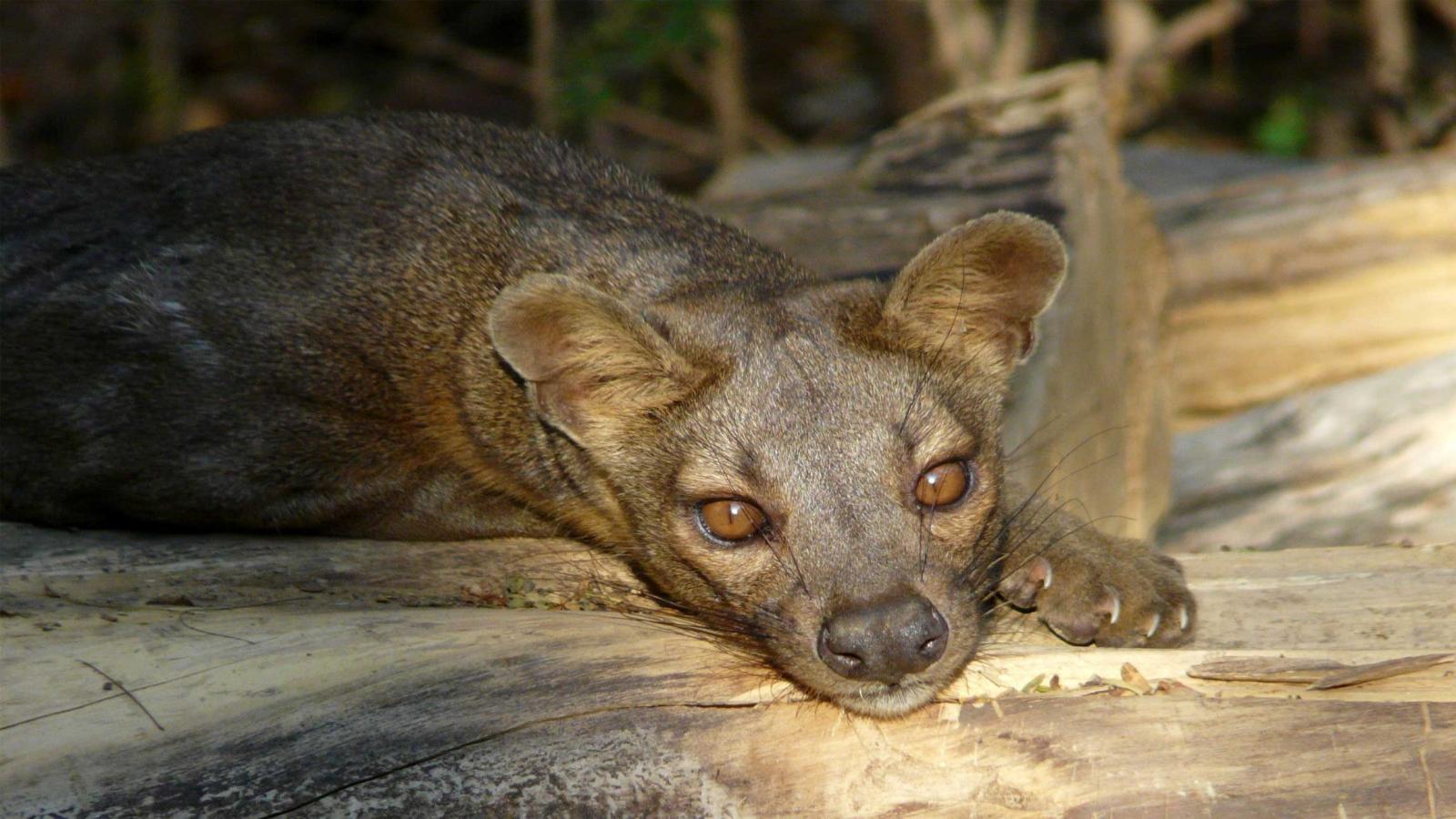 Madagascar Highlights Lemurs, Limestone & Baobabs