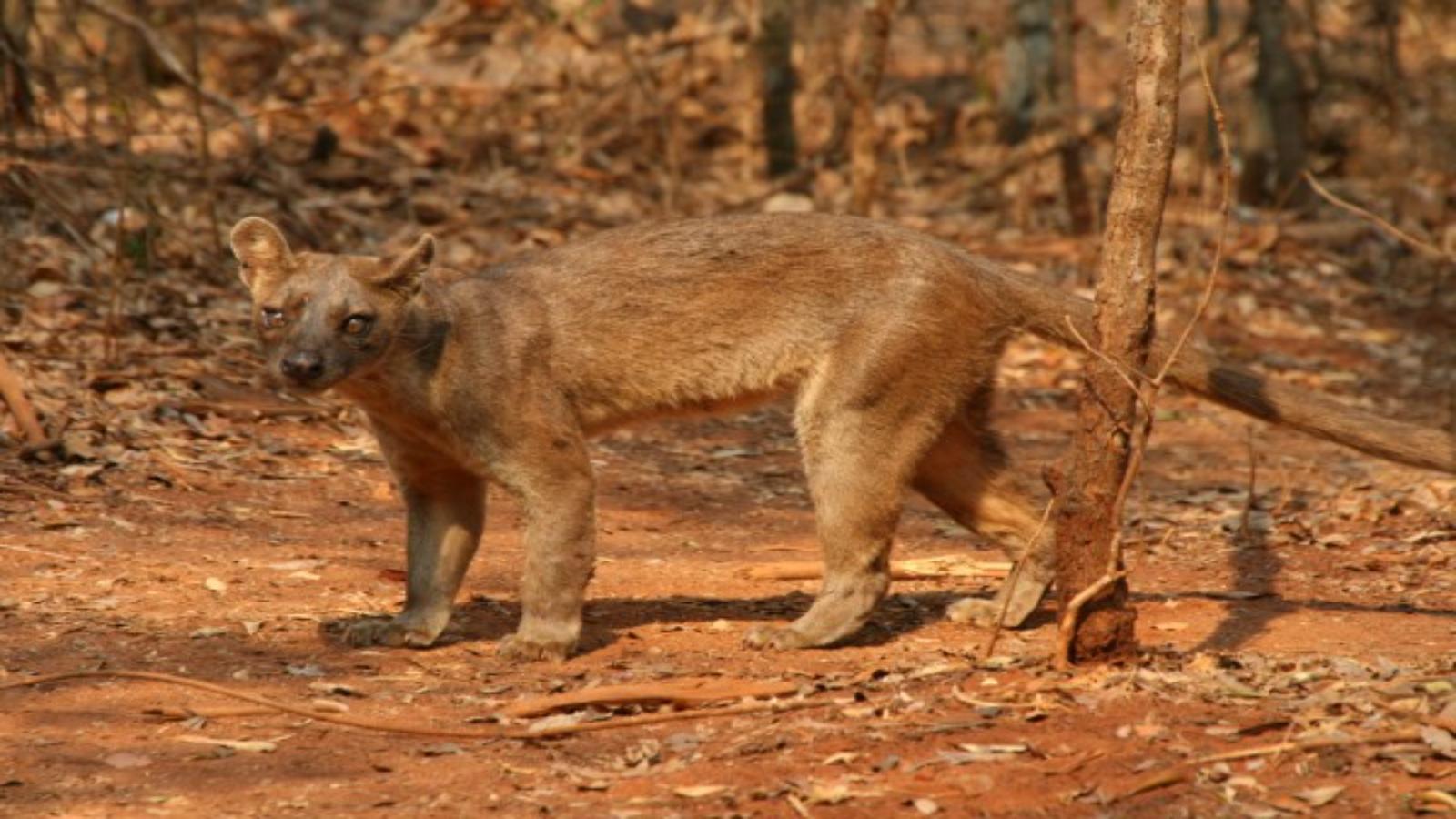 Madagascar Highlights Lemurs, Limestone & Baobabs