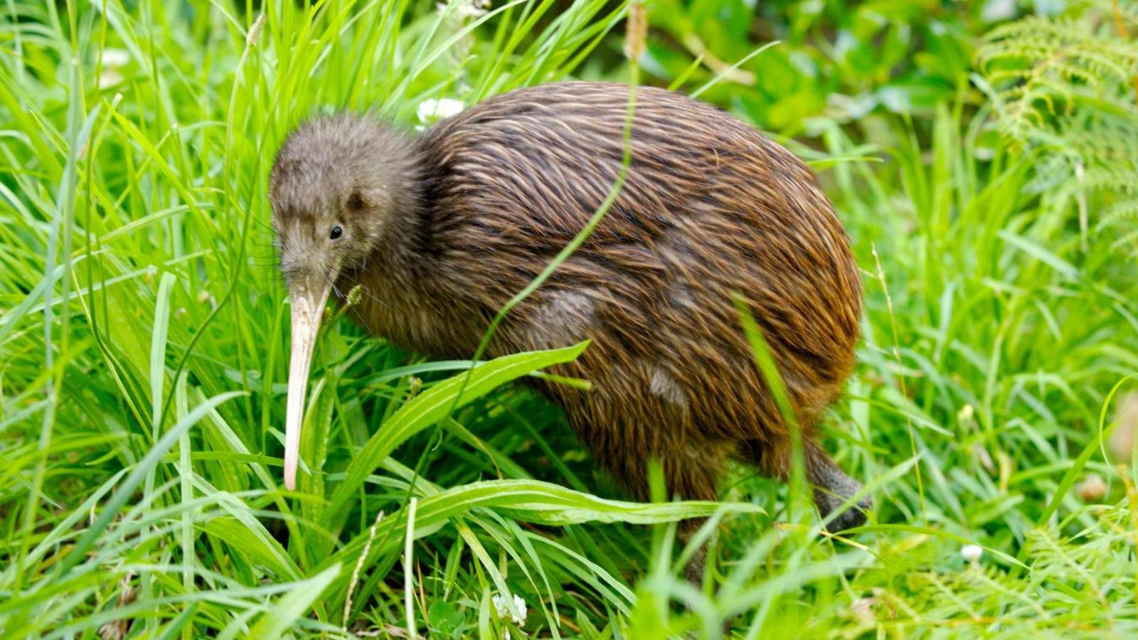 Luxury New Zealand Discovery From Bay of Islands to Queenstown