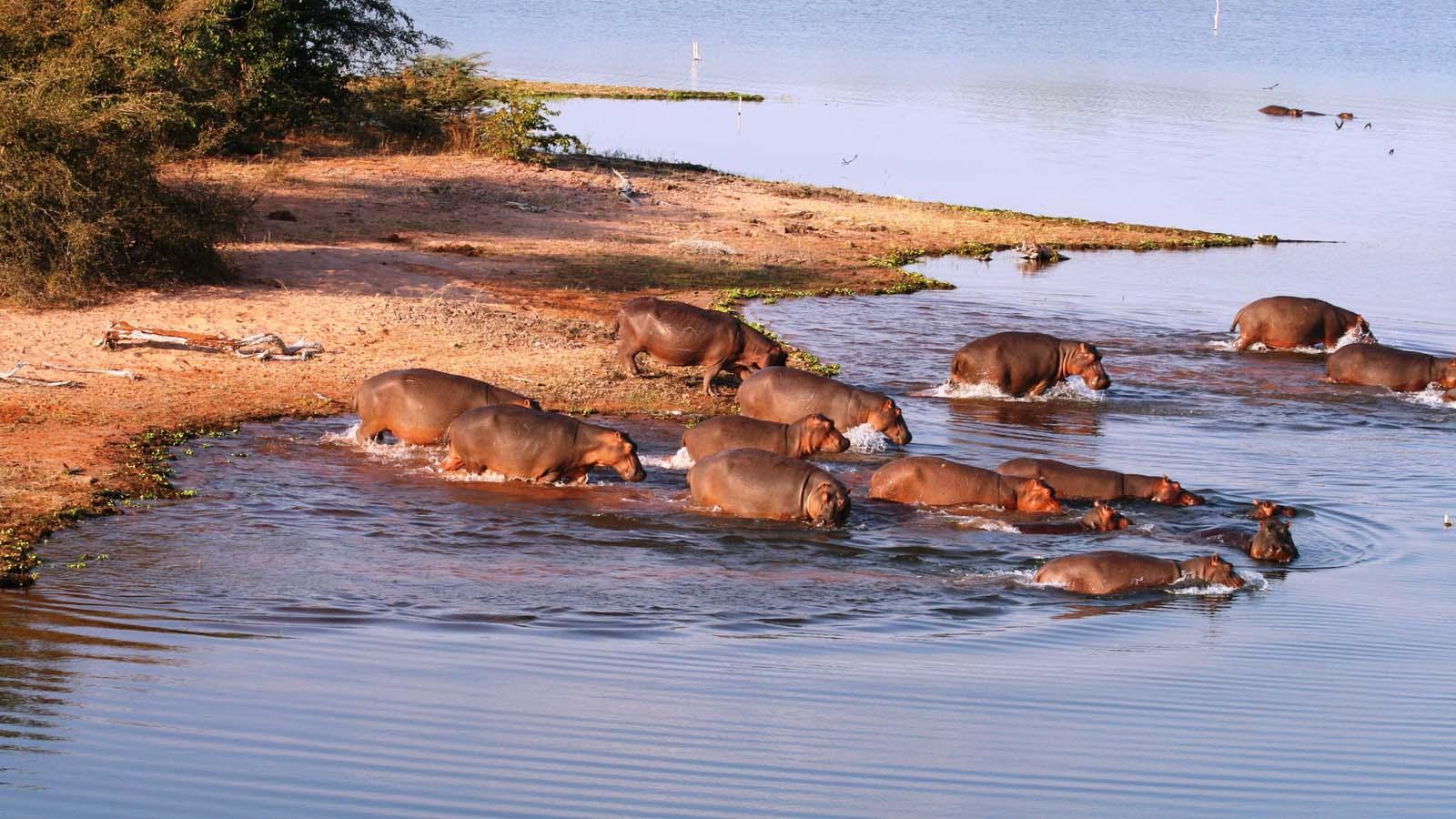 10 Days Zimbabwe Safari Adventure