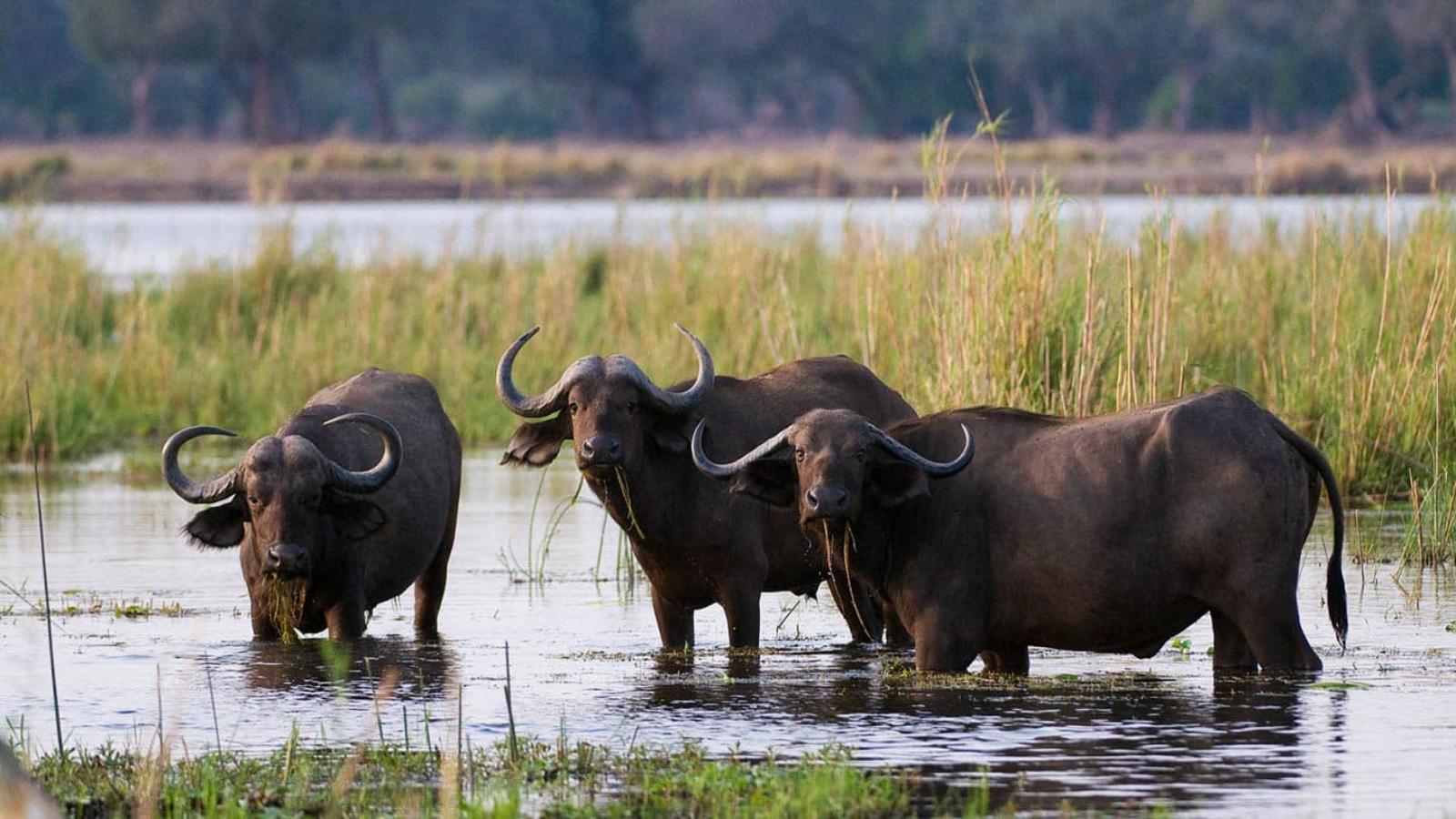 Zambia Wildlife & Waterfalls Adventure