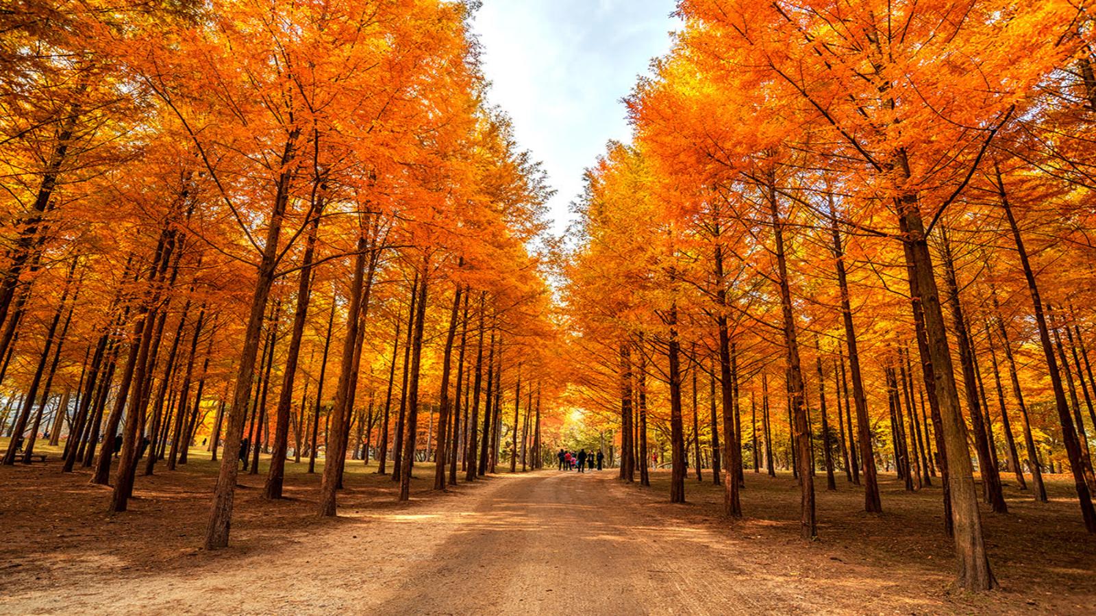 Best of South Korea Seoul, Nami Island & Busan Escape