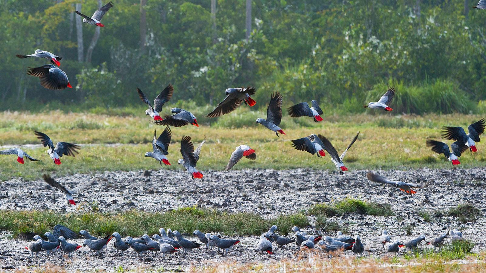 Congo Basin Gorillas, Elephants & Untouched Rainforest