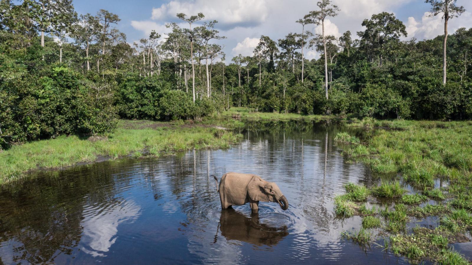 Congo Basin Gorillas, Elephants & Untouched Rainforest