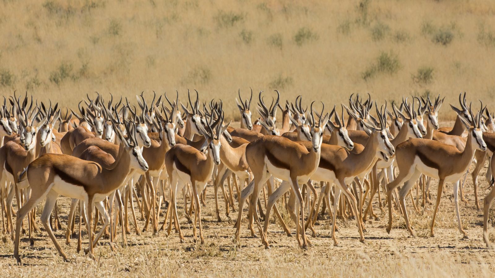 Best Of South Africa