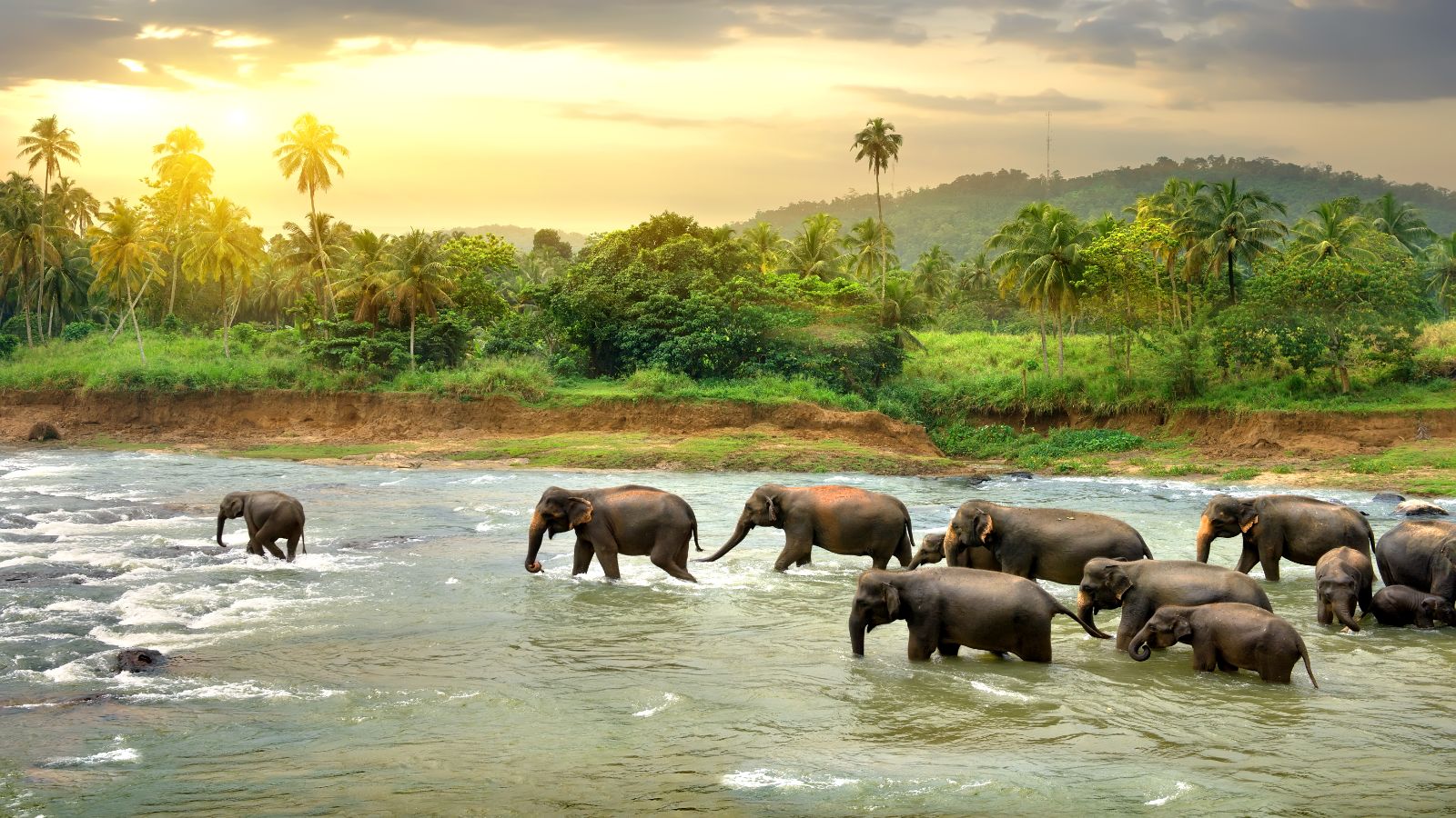 Sri Lankan Splendour