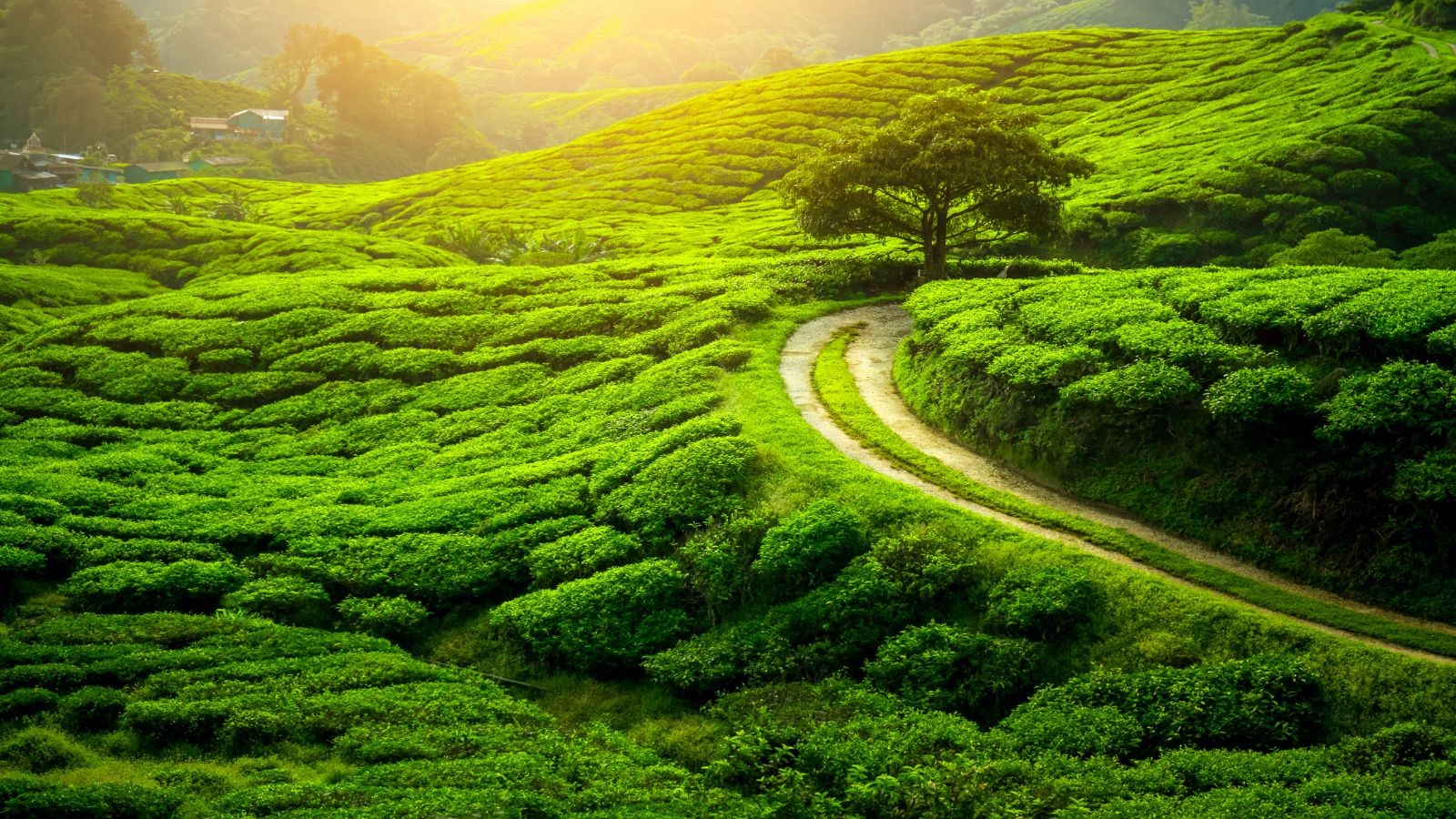 Sri Lankan Splendour