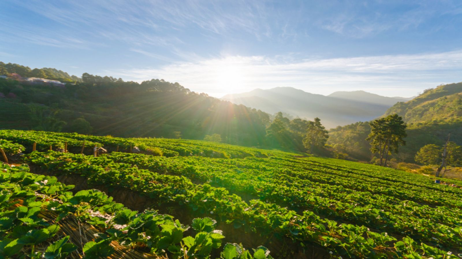 7 Days Chiang Mai, Pattaya & Bangkok Tour