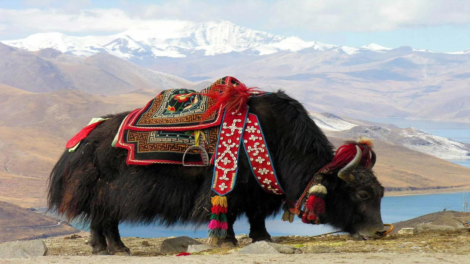 Mystical Tibet Nyingchi to Lhasa Explorer